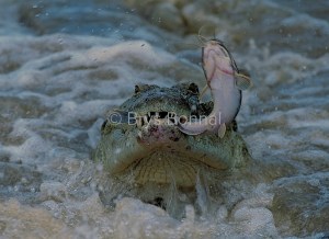 Crocodile portrait catfish3